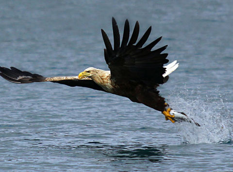 norway sea eagle safari