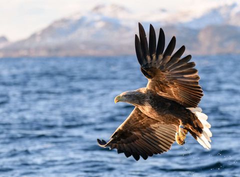 norway white tailed eagle in flight iskt