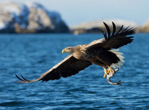 norway white tailed sea eagle istk