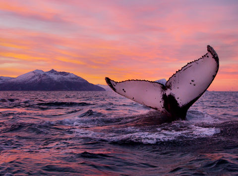 Humpback Whale - Norway