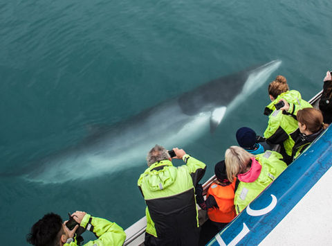 reykjavik whale watching minke st