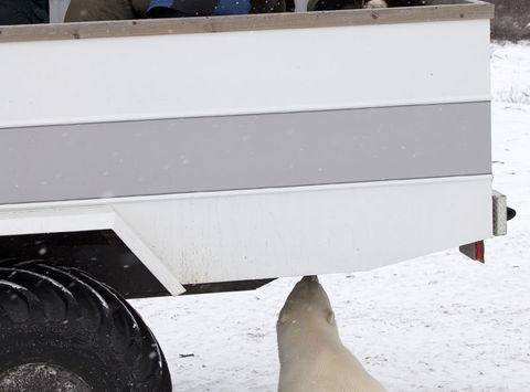 rover viewing platform and curious polar bear