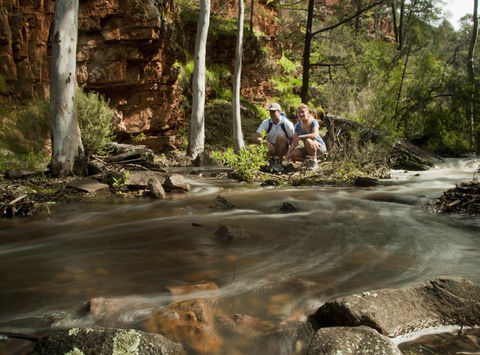 south australia flinders ranges eco safari