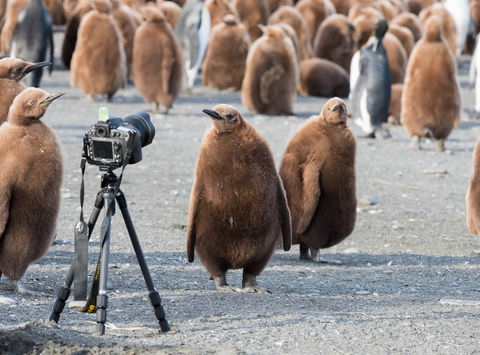 south georgia king penguin chicks investigate camera pl