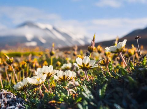 spitsbergen wildflowers under arctic summer sun astk