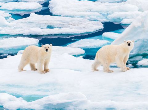 svalbard polar bears on pack ice barentsoya astk