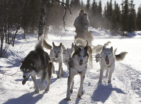 sweden lapland husky sledding rth