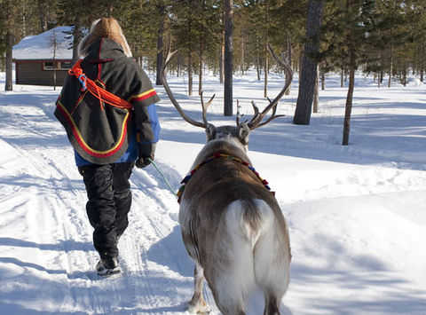 sweden lapland icehotel reindeer and sami