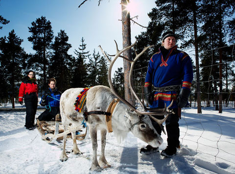 sweden lapland icehotel reindeer