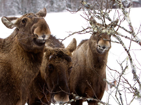 sweden lapland moose eating vs