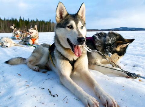 swedish lapland arctic retreat husky team at rest