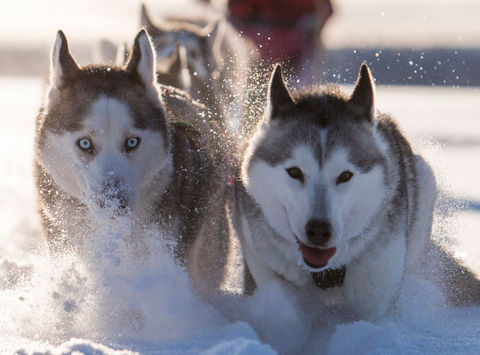 swedish lapland drive your own dogsled tour lulea