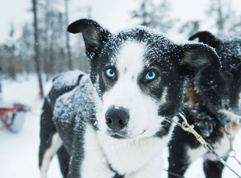 swedish lapland icehotel blue eyed husky gte