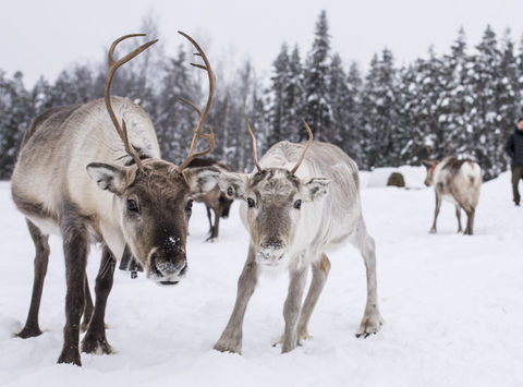 swedish lapland stora sjofallet reindeer ss