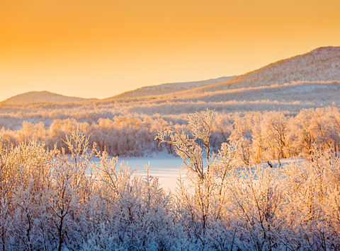 swedish lapland winter sunlight over forest rth