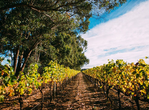 wa margaret river vineyard