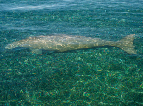 western australia dugong twa