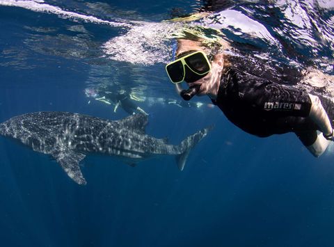 Swimming with whale sharks, NIngaloo, Western Australia