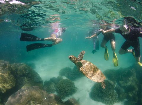 western australia ningaloo snorkelling with turtle ll