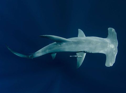 western australia ninglaoo scalloped hammerhead shark ll