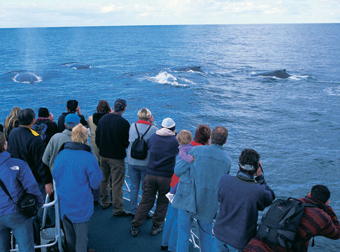 western australia whale from boat augusta