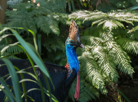 cassowary-bird