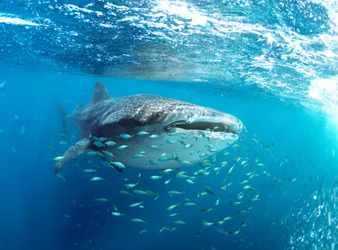 australia whale shark swimming through school of fish istk