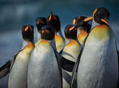 Close up of a waddle of king penguins in sunlight at Gold Harbour, South Georgia