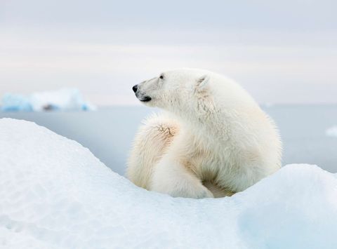 spitsbergen-polar-bear-lying-on-sea-ice-istk