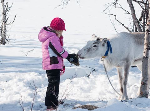 swedish-lapland-child-feeds-reindeer-istk