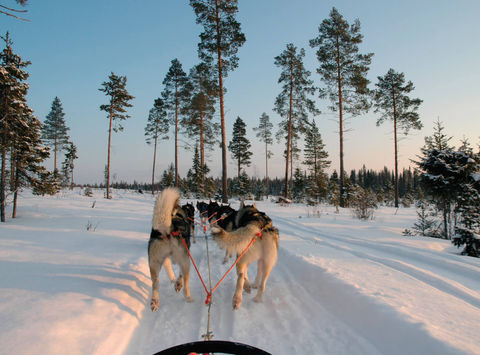 swedish-lapland-husky-sledding-winter-sun-pov-ch