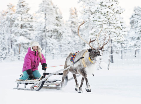 swedish-lapland-reindeer-sledding-vs