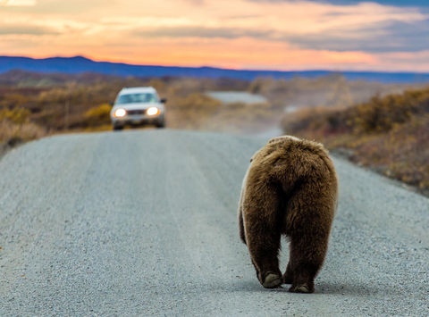 alaska-road-bear-approaching-istk