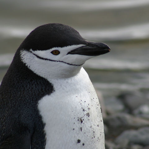 antarctic chinstrap penguin pf