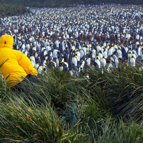 antarctica south georgia salisbury plain ze