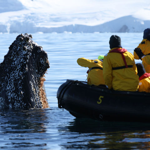 antarctica spyhopping whale and zodiac qe