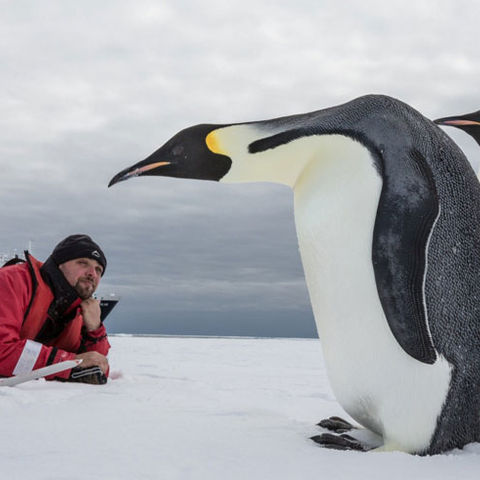 antarctica up close with emperor penguins oc