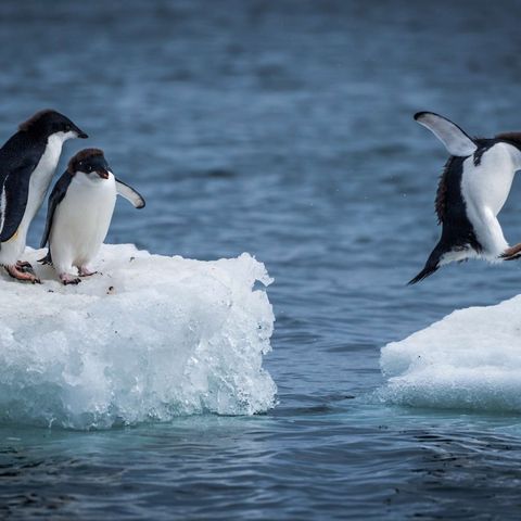 antarctica wildlife adelie penguins icehopping istk