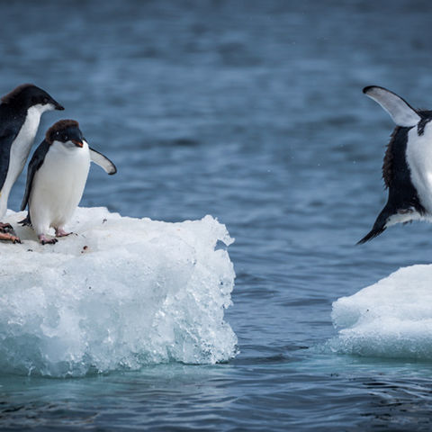 antarctica wildlife adelie penguins icehopping istock