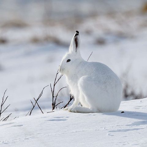 arctic hare on tundra astk