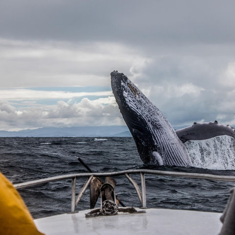atlantic canada humpback whale istk