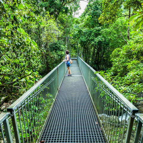 australia queensland bridge in Daintree Rainforest istk