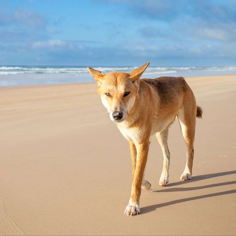 australia queensland dingo on beach fraser island istk