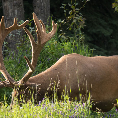 Elk in Banff National Park
