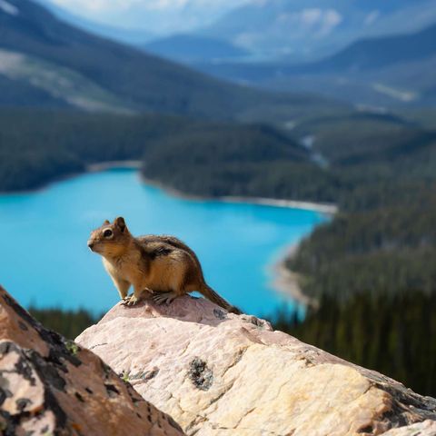 Chipmunk at Peyto Lake