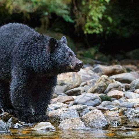 canada british columbia black bear by stream istk