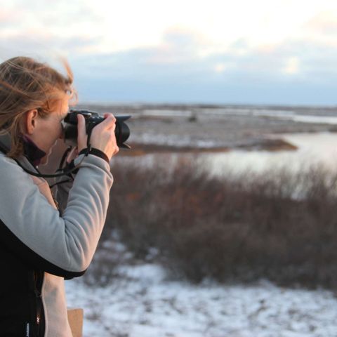 canada churchill photographing bears from polar rover viewing platform nha