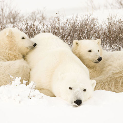 canada churchill polar bear mother and cubs in snow on tundra istock