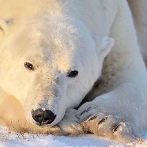 canada churchill sunlit polar bear on tundra istk