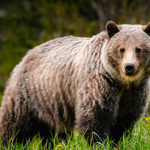 canada grizzly bear in flowers istk